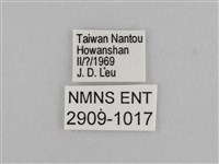 切翅眉眼蝶藏品圖，第3張