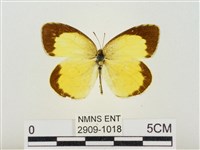 星黃蝶藏品圖，第1張