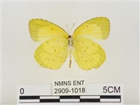 星黃蝶藏品圖，第2張