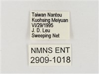 星黃蝶藏品圖，第3張