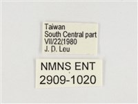 普氏白蛺蝶藏品圖，第3張