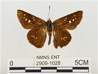 奇萊禪弄蝶藏品圖，第1張