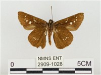 奇萊禪弄蝶藏品圖，第2張