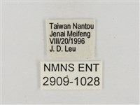 奇萊禪弄蝶藏品圖，第3張