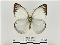 淡褐脈粉蝶藏品圖，第1張