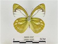 淡褐脈粉蝶藏品圖，第2張