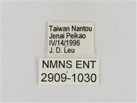 淡褐脈粉蝶藏品圖，第3張