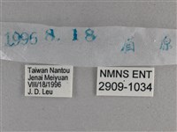 白斑弄蝶藏品圖，第3張