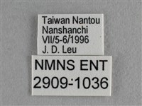 散紋盛蛺蝶藏品圖，第3張