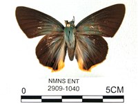 綠弄蝶藏品圖，第1張