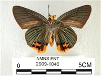 綠弄蝶藏品圖，第2張