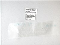 綠弄蝶藏品圖，第3張