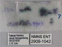臺灣榿翠灰蝶藏品圖，第3張