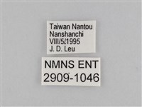 密紋波眼蝶藏品圖，第3張