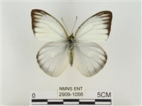 淡褐脈粉蝶藏品圖，第1張