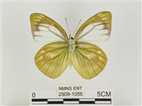 淡褐脈粉蝶藏品圖，第2張