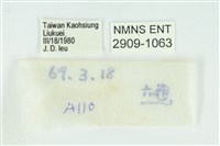 臺灣玄灰蝶藏品圖，第3張