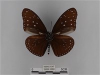 異紋紫斑蝶藏品圖，第2張