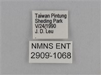 異紋紫斑蝶藏品圖，第3張