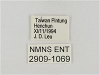 熱帶白裙弄蝶藏品圖，第3張
