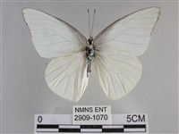 尖翅尖粉蝶藏品圖，第1張