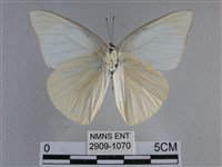 尖翅尖粉蝶藏品圖，第2張