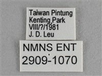 尖翅尖粉蝶藏品圖，第3張