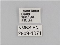 密紋波眼蝶藏品圖，第3張