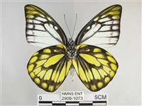 鋸粉蝶藏品圖，第2張