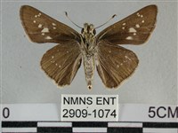 尖翅褐弄蝶藏品圖，第2張