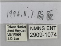 尖翅褐弄蝶藏品圖，第3張