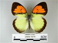 異粉蝶、雌白黃蝶藏品圖，第1張