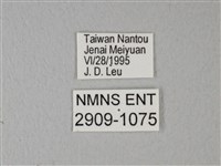 異粉蝶、雌白黃蝶藏品圖，第3張