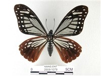 斑鳳蝶藏品圖，第1張