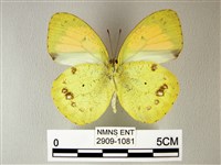 異粉蝶、雌白黃蝶藏品圖，第2張