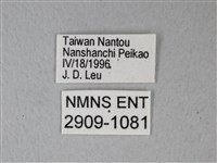 異粉蝶、雌白黃蝶藏品圖，第3張