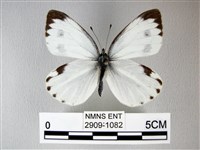 緣點白粉蝶藏品圖，第1張