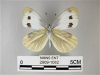 緣點白粉蝶藏品圖，第2張