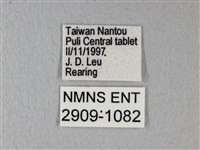 緣點白粉蝶藏品圖，第3張