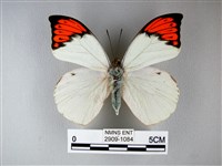 橙端粉蝶、端紅蝶藏品圖，第1張