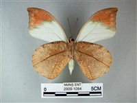 橙端粉蝶、端紅蝶藏品圖，第2張