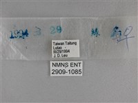 長紋黛眼蝶藏品圖，第3張