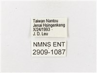 玉山幽眼蝶藏品圖，第3張