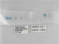 臺灣黛眼蝶藏品圖，第3張
