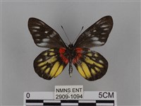 豔粉蝶藏品圖，第2張