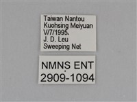 豔粉蝶藏品圖，第3張