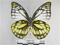 鋸粉蝶藏品圖，第2張