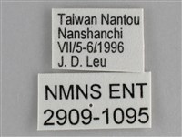 鋸粉蝶藏品圖，第3張