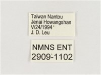 淺色眉眼蝶藏品圖，第3張