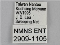 紫俳線蛺蝶藏品圖，第3張